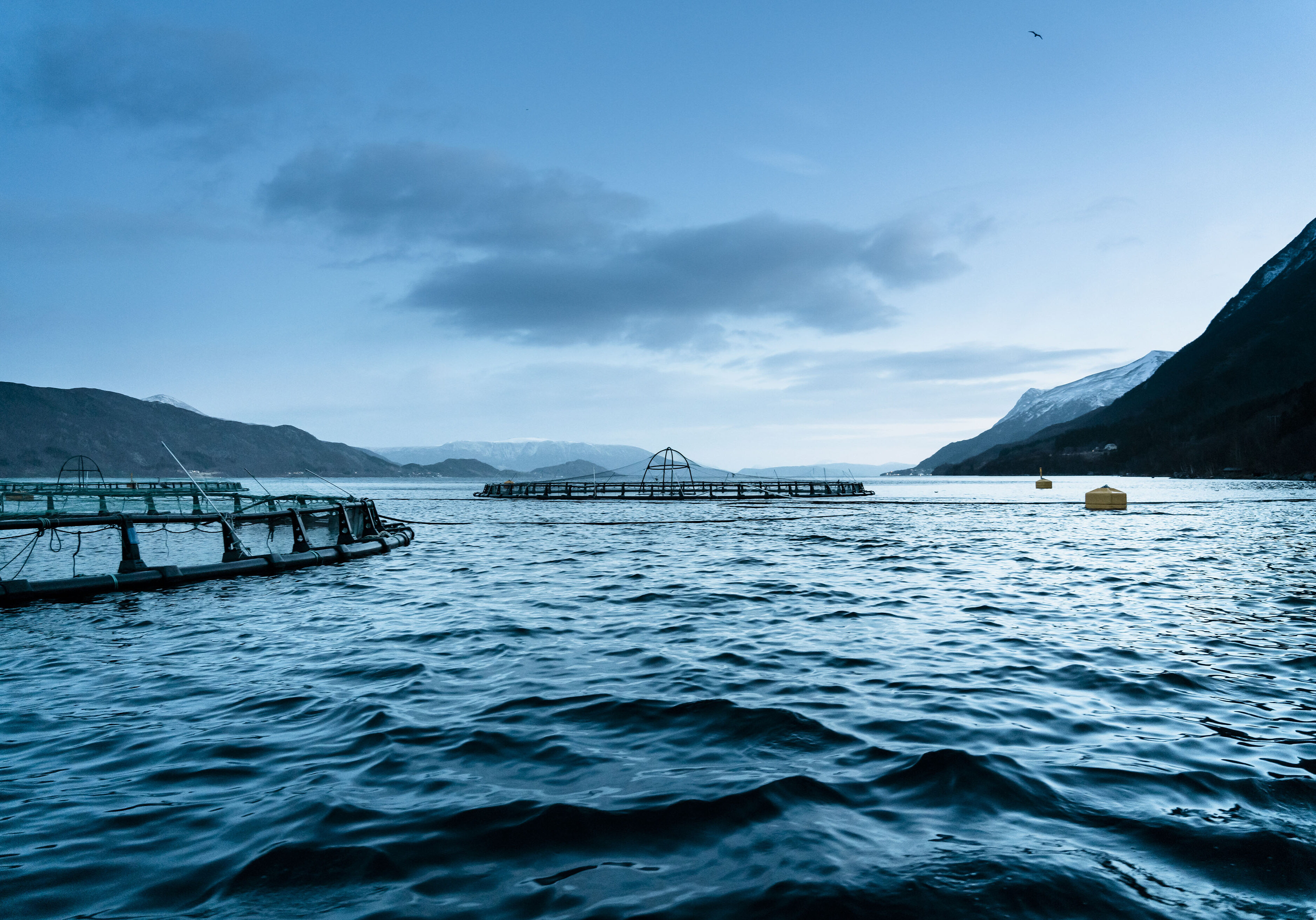 Fish farm with Activa aquaculture buoys